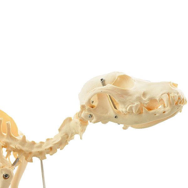 Skeletmodel hond - artificieel - Besurgical