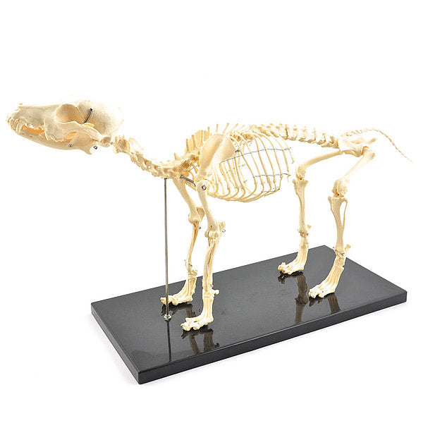 Skeletmodel hond - artificieel - Besurgical